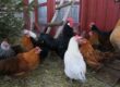 Chickens roaming free