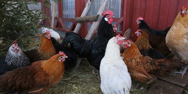 Chickens roaming free